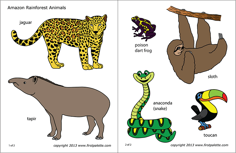 Printable Colored Amazon Jungle or Rainforest Animals