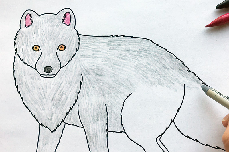 Arctic Fox Free Printable Templates Coloring Pages Firstpalette Com