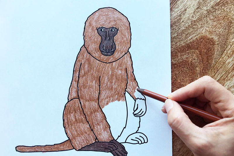 Baboon Coloring Page