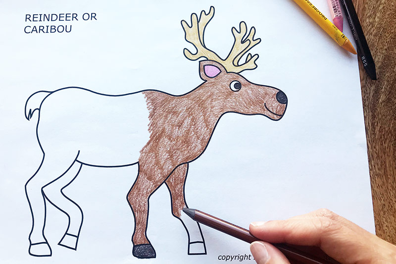 Caribou Coloring Page