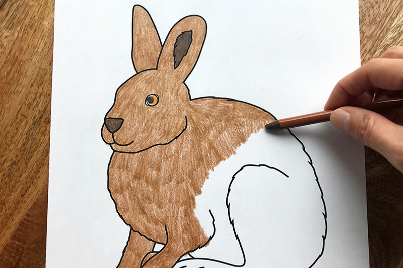 Hare Coloring Page