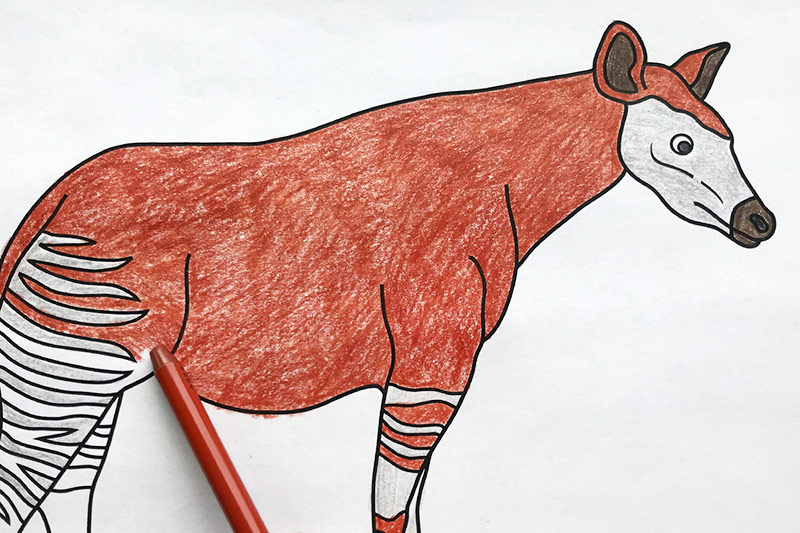 Okapi Coloring Page