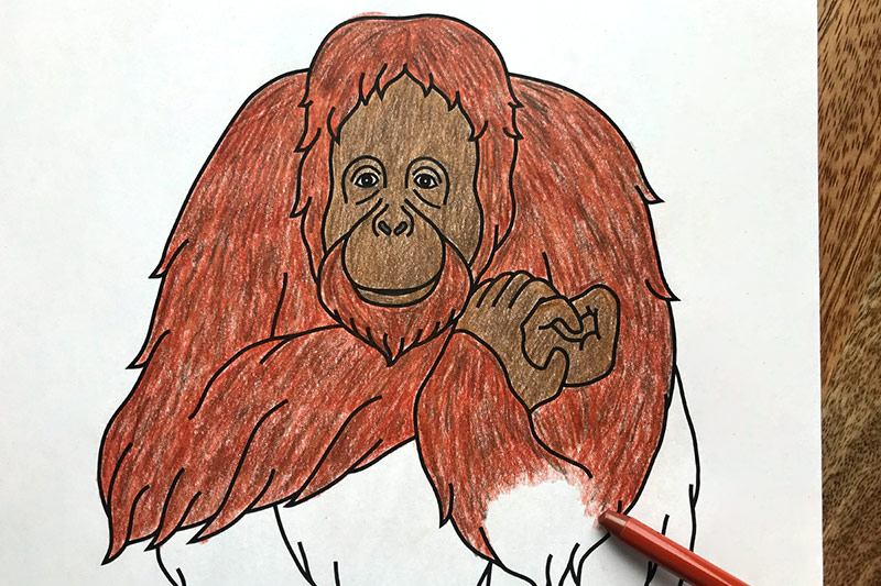 Orangutan Coloring Page