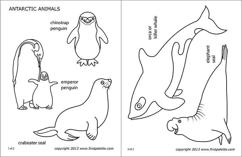 Free Printable Antarctic Animals - Printable World Holiday