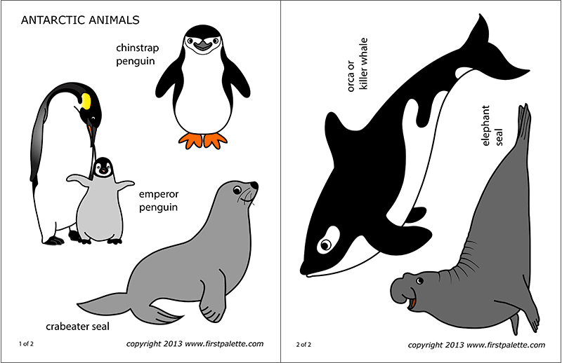 Printable Colored Antarctic Animals