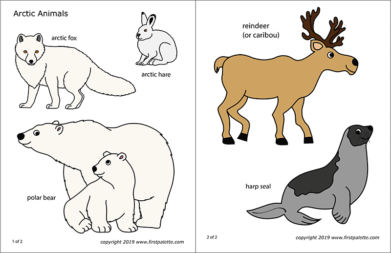 POLAR ANIMALS for children, Arctic Animals