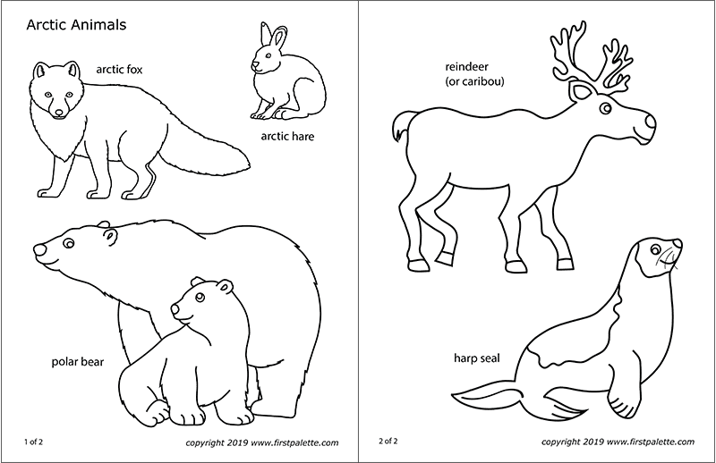 Arctic Polar Animals | Free Printable Templates & Coloring Pages |  