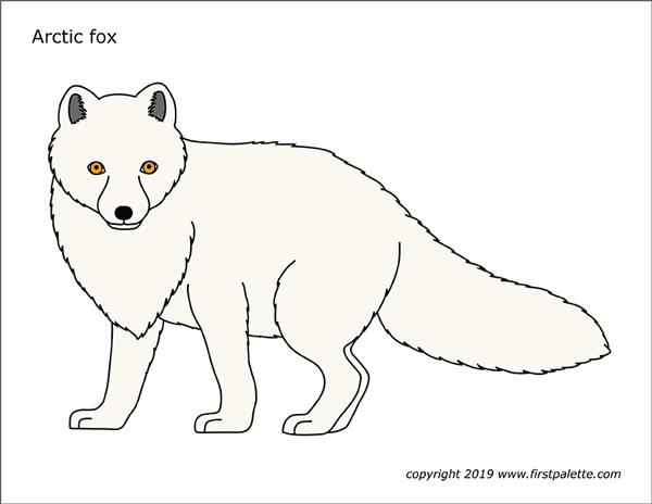 arctic hare coloring pages