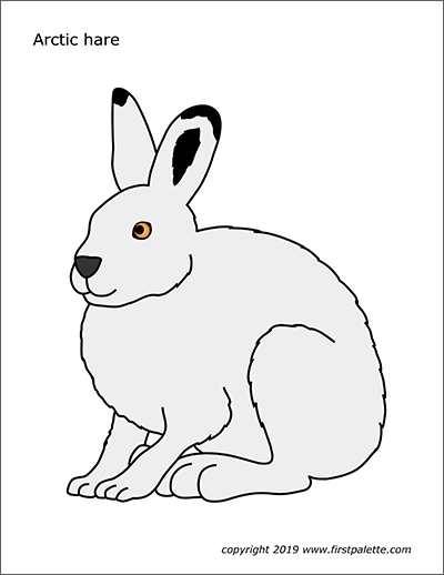 arctic hare coloring pages