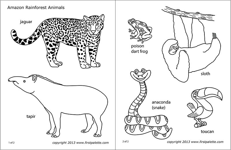 Amazon Jungle or Rainforest Animals Free Printable Templates