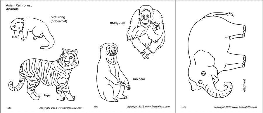 47 Jungle Animals Coloring Pages Preschool  Latest