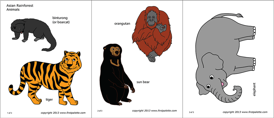 Printable Asian Rainforest Animals