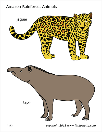 Printable Amazon Rainforest Animals