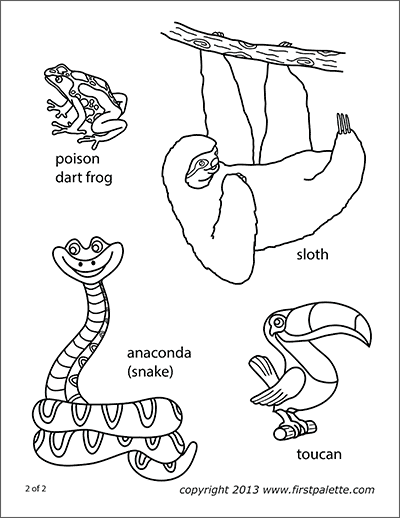 printable rainforest animals snake coloring templates firstpalette