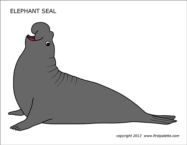 Printable Colored Elephant Seal