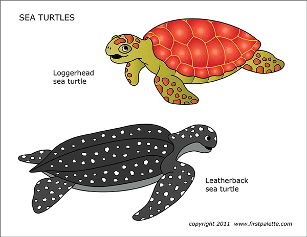 Printable Colored Sea Turtles
